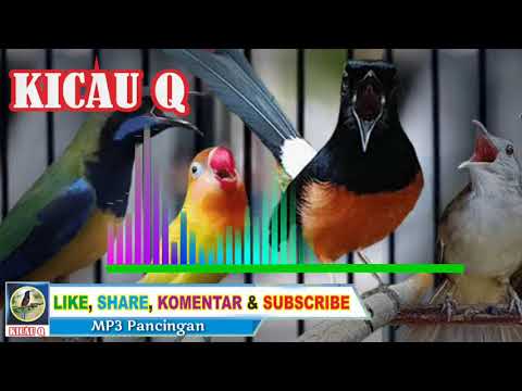 Download Pancingan Suara Murai Batu Betina Mp3 Gacor Ampuh