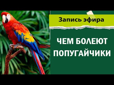 Чем болеют попугайчики? Болезни попугаев и других птиц
