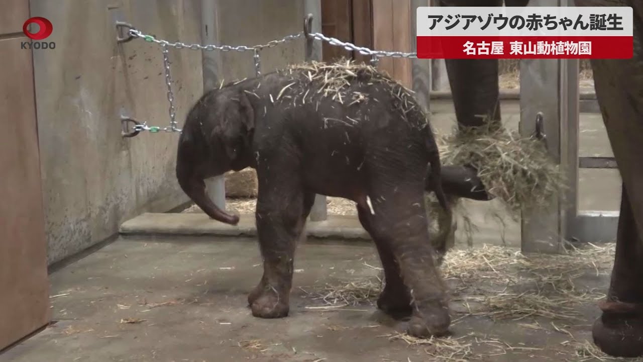 速報 アジアゾウの赤ちゃん誕生 名古屋 東山動植物園 Youtube