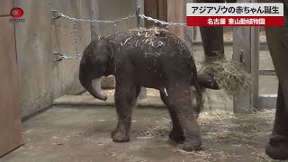 【速報】アジアゾウの赤ちゃん誕生 名古屋、東山動植物園