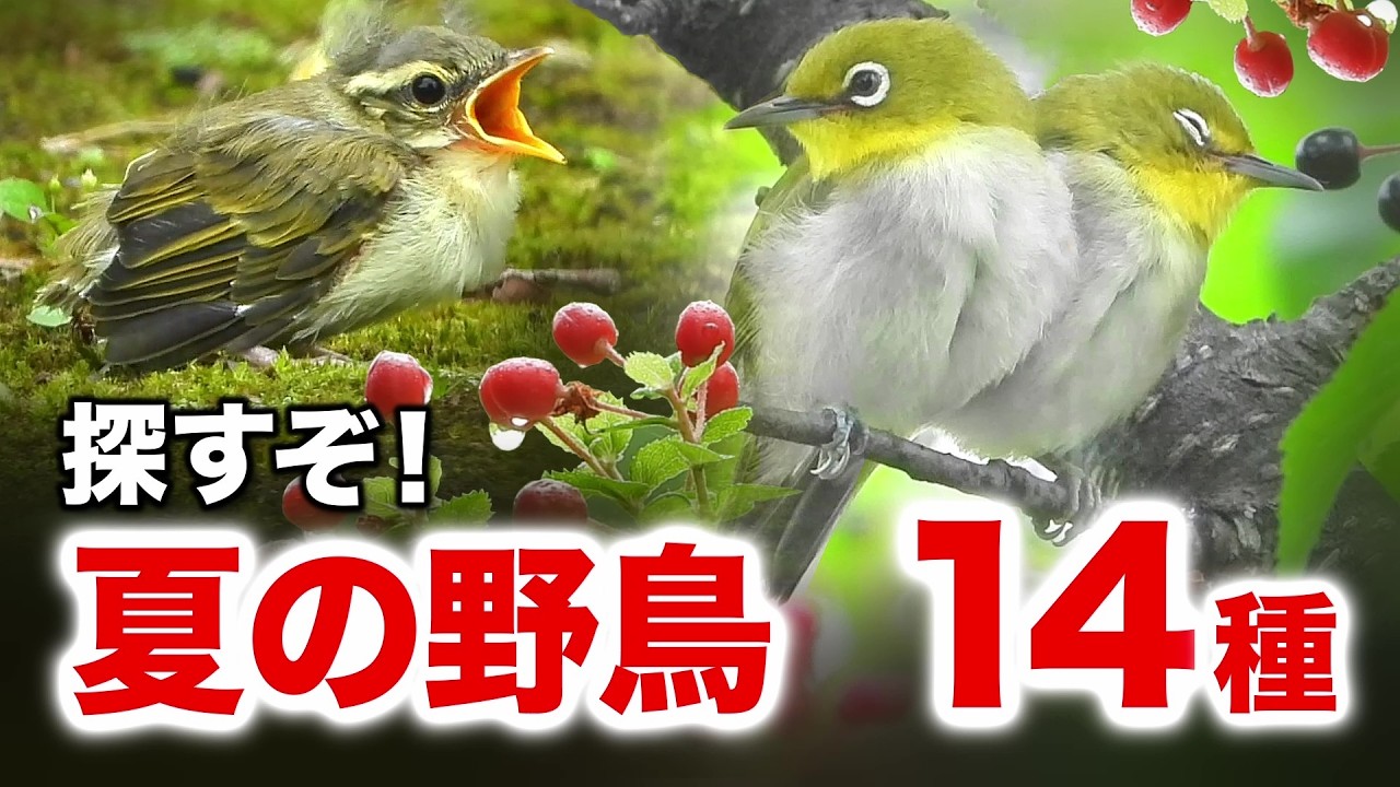 【中古】 子ども野鳥記（1） まさかの発見！？公園で出会った感動の野鳥たち - YouTube