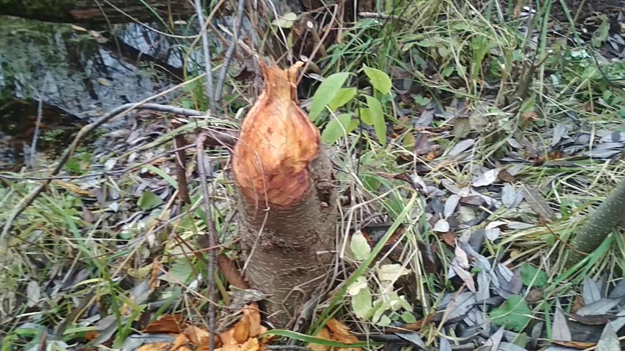 Как отпугнуть бобров от деревьев - фото