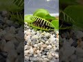 Venus fly traps VS scorpion #shorts