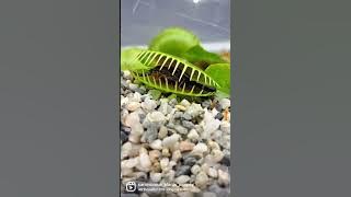 Venus fly traps VS scorpion #shorts