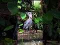 #shoebill #shoebillstork #shorts