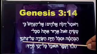 Athlete Statistics SLOW READING OF GENESIS 3:14 IN THE HEBREW LANGUAGE