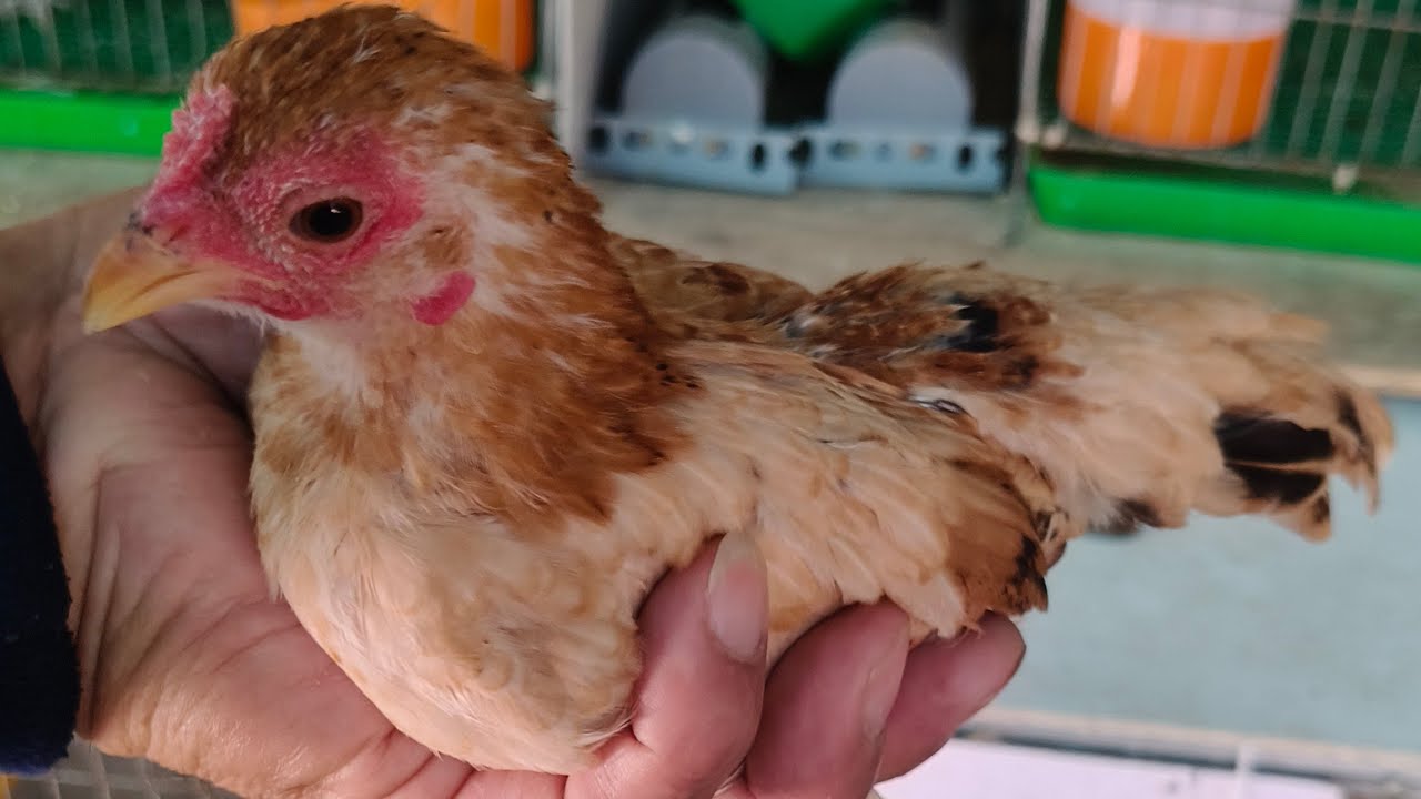 19/02/2026/mua gà, còn lì xì DT 0888464987