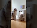 What’s Behind the Secret Cat Door? Discover the hidden world inside #Cats #Pets #Mystery