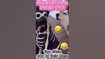 Cười sặc sụa với cún cưng đáng yêu #petsandghosts #funny #paranormal #animals #cute @Vunghiavlog