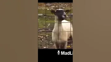 خروف ينادي علي اسماعيل 