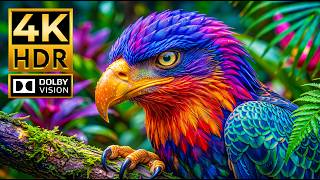 Wildlife Wonders in 4K HDR | Majestic Animals & Breathtaking Nature | Dolby Vision 120FPS
