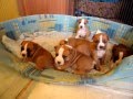 American Staffordshire Terrier Puppies 24 days old