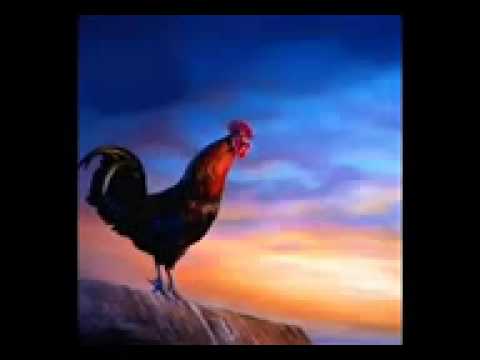 ديكي ضااااع