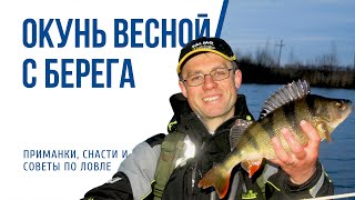 Как ловить окуня спиннингом с берега весной