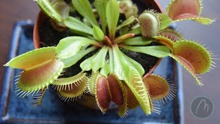 How the Venus Fly Trap Works.
