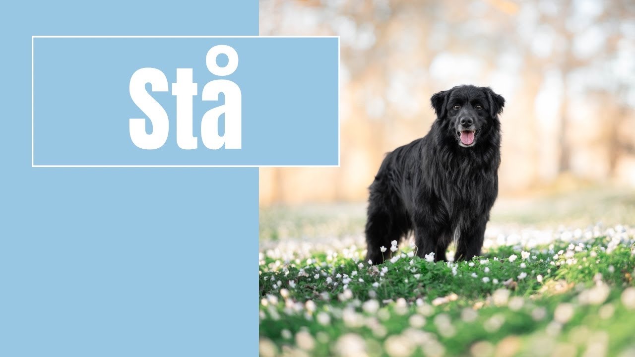 Lär hunden att stå