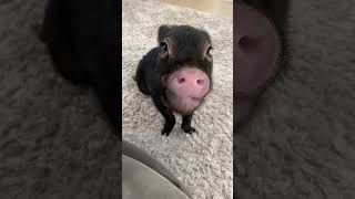 Cute Pig Moment Funny Animals ❤️❤️❤️ #funnypets #kucing #kucinglucu #lucu #cutepigs #animals