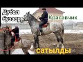 Дубал бузар чоң КРАСАВЧИК  САТЫЛЫП КЕТТИ