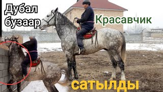 Дубал бузар чоң КРАСАВЧИК  САТЫЛЫП КЕТТИ