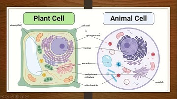 Type of Cells | Chapter 1 Class 6 | Cellular organization of plants and animals