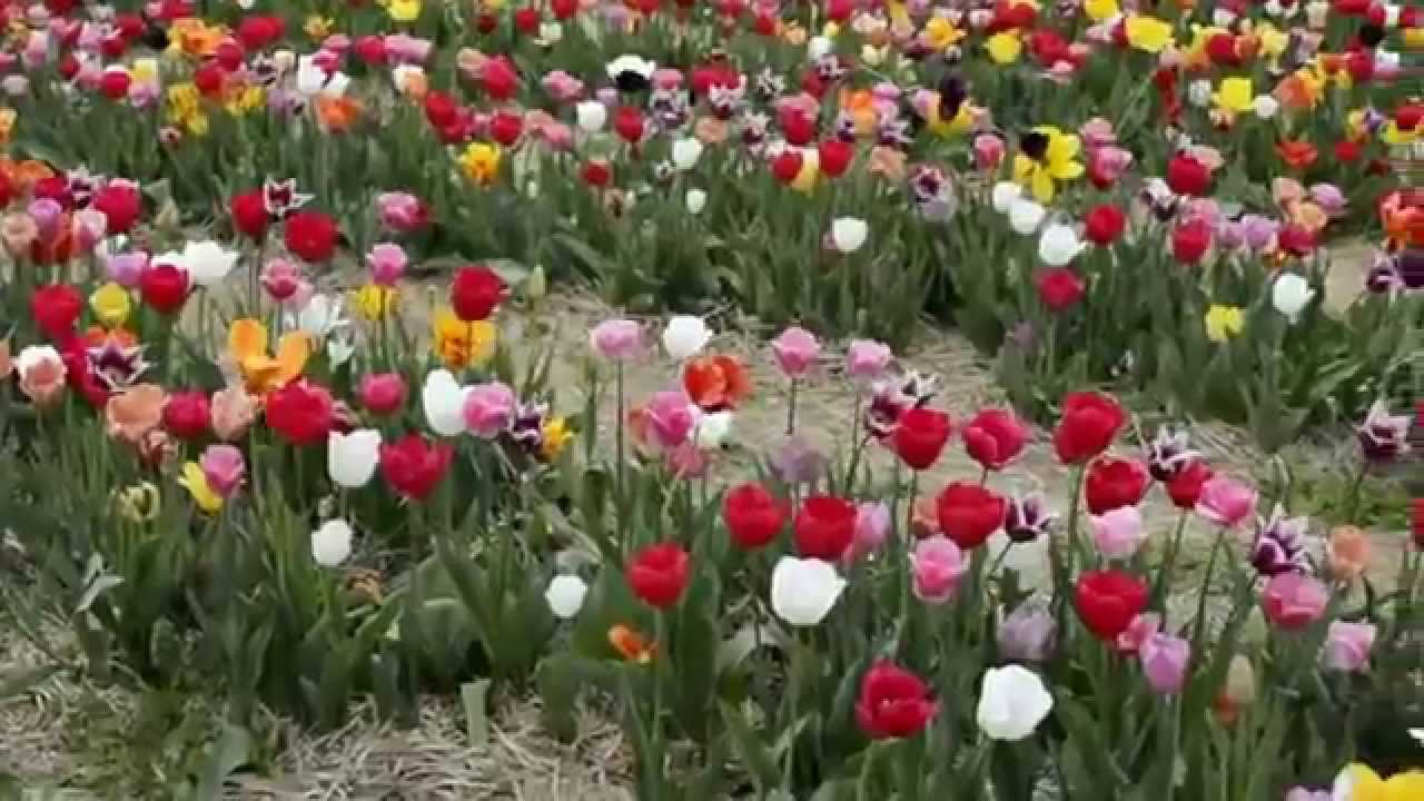Burnside Tulip Farm Manassas YouTube