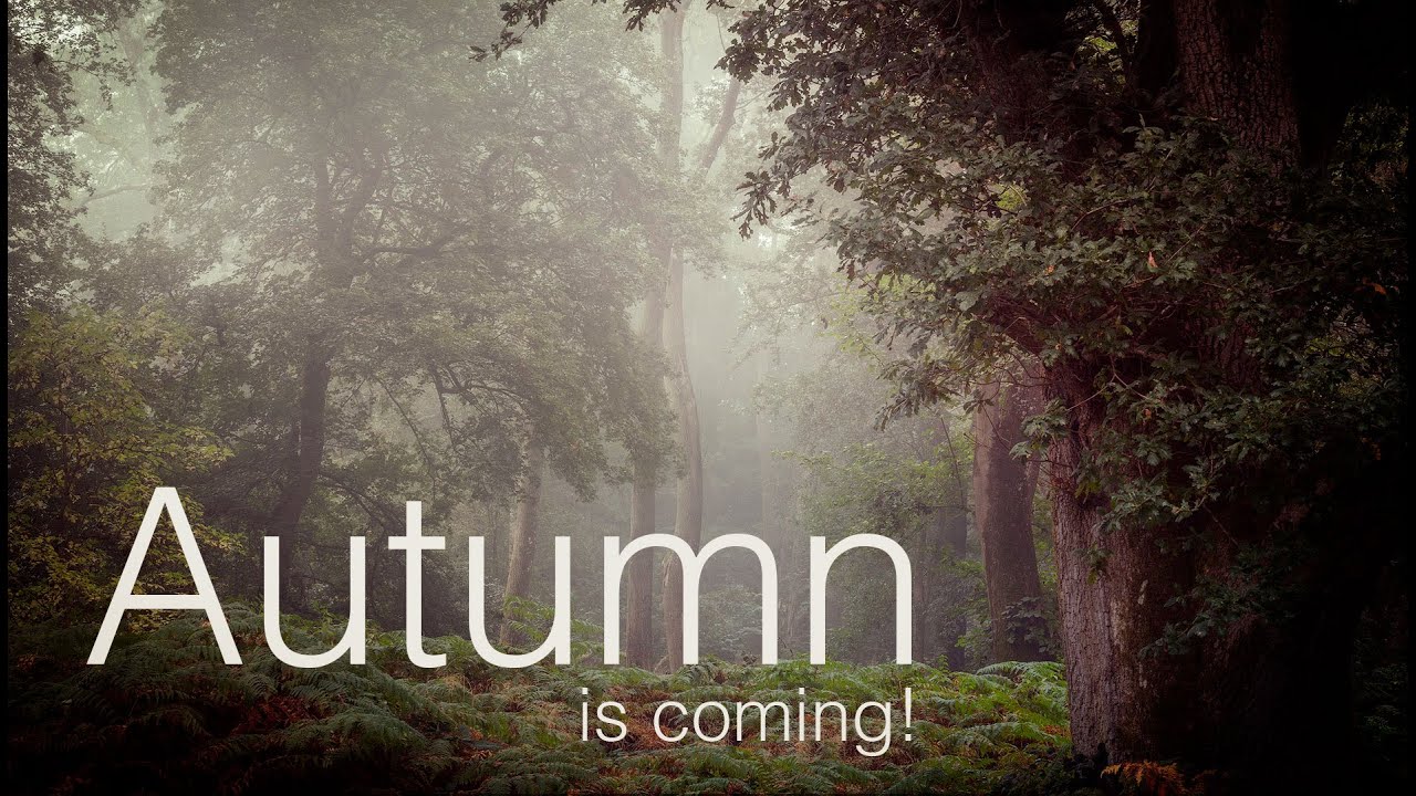 First Signs of Autumn - Woodland Photography