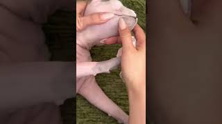 Every Blackhead Removed in HD 🐱 | Sphynx Cat Deep Pore Cleaning #Shorts