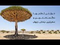 خوێنی ئەژدیها دەگمەنترین و سەیرترین درەختی جیهان