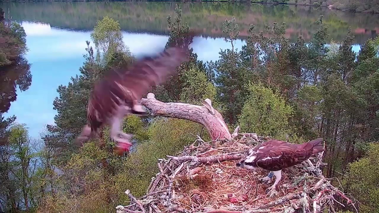 12 May 26 @ 05:30 ~ LM24 brings big fish for Darden's breakfast ~ ©Scottish Wildlife Trust, Lowes