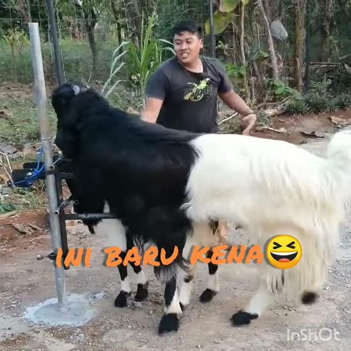 Kambing PE super Etawa kawin dengan Raja Kambing 😍 - PETERNAK KAMBING PEMULA