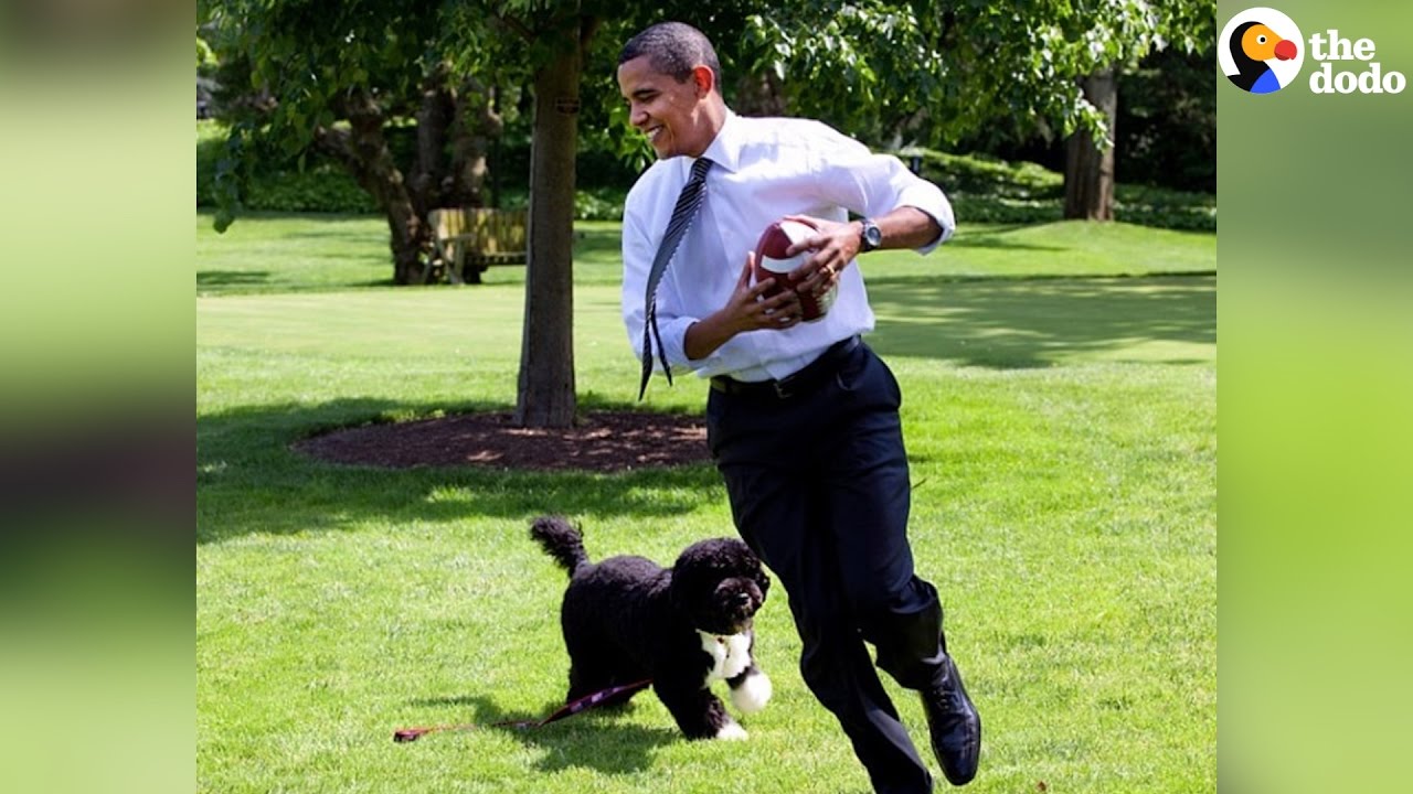 sunny and bo white house dogs