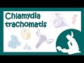 Chlamydia trachomatis (хламидия, хламидиоз) - причины, симптомы, лечение (микробиология лекция)