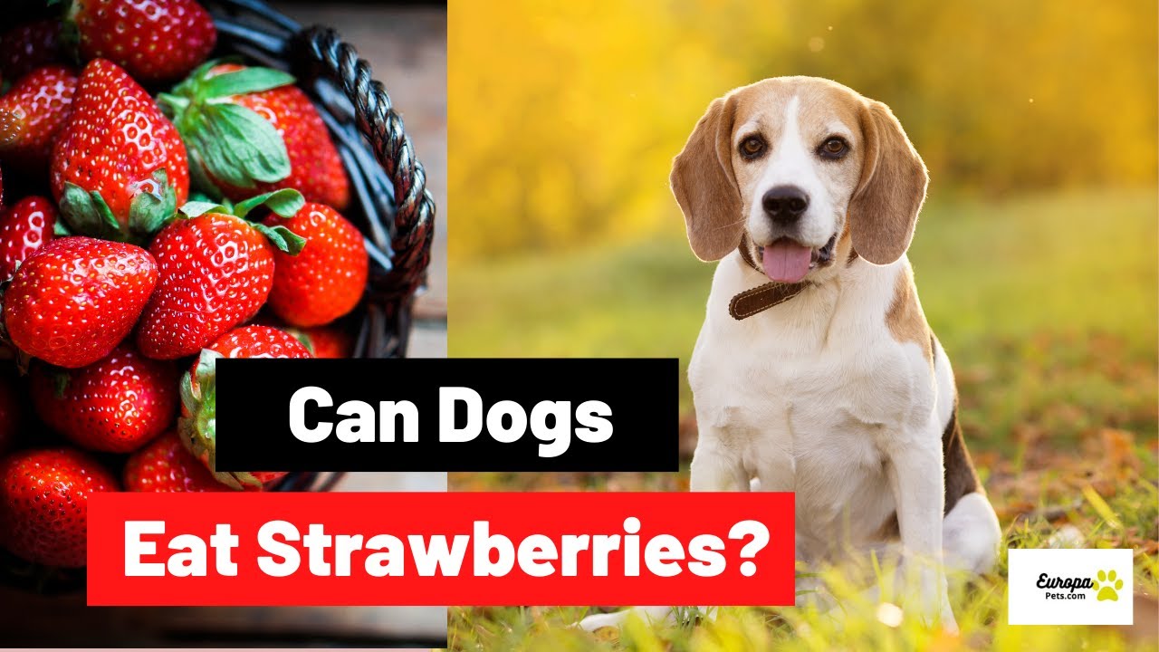 Can Dogs Eat Strawberries?