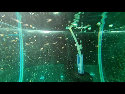 Danios are swimming en masse. Working on the breeding site