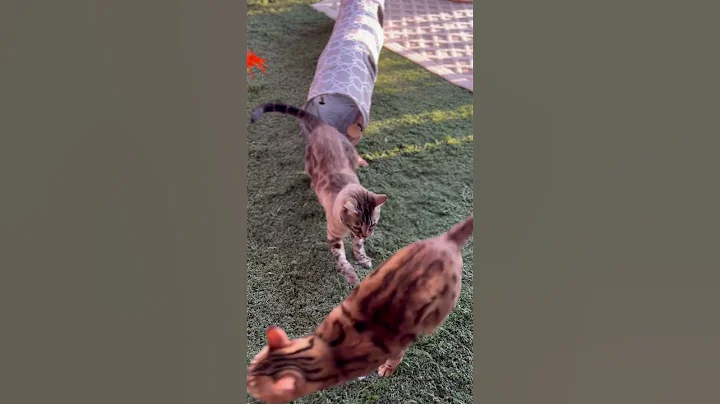 Video 2389701: bengal cat play fight, bengal kitty cat, bengal cats catlover, cute bengal cat playing
