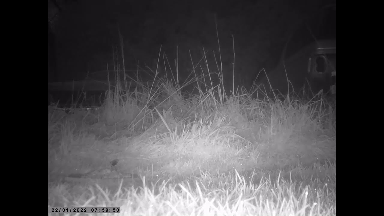 early mouse for catbiscuits