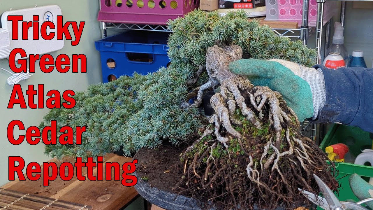 Cascading Green Atlas Cedar Bonsai, Challenging Repotting, Had to Improvise