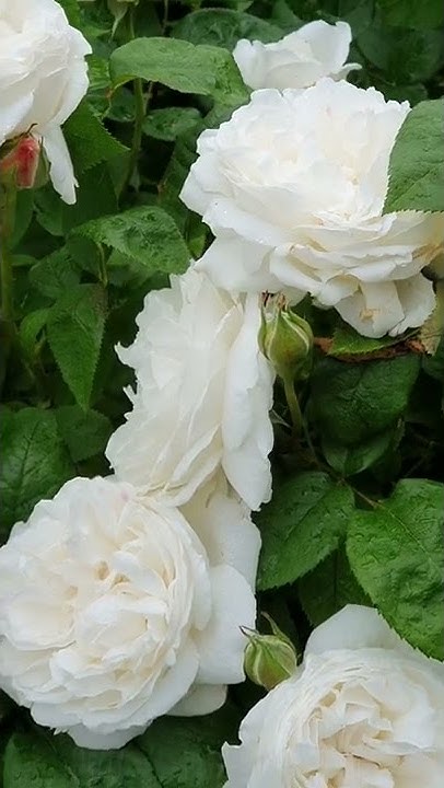 Rose Winchester Cathedral (Роза Винчестер Кэсидрал) Summer 2020 - YouTube