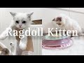 My first cat  kitten haul  our week together  weekly vlog 