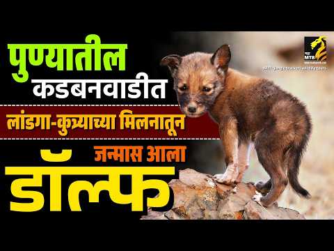 कुत्र्या-लांडग्याचे संकर | Wolf and Dog’s cross-breeding | Maha MTB