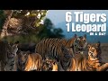 Saw 6 tigers 1 leopard in one day  6           atr daily vlog  28