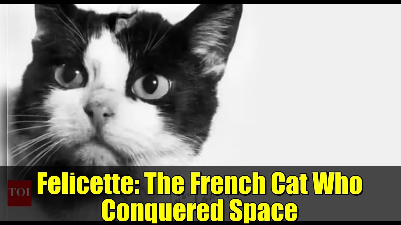 Felicette: The French Cat Who Conquered Space