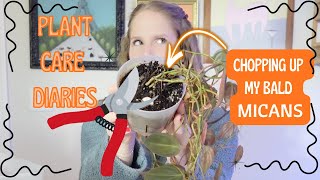Plant Care Diaries Ep. 1 Rescuing My Bald & Leggy Philodendron Micans