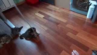 Сибирские котята питомника GLADNESS RAY Сибирские котята питомника GLADNESS RAY