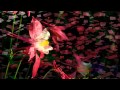 Miniature de la vidéo de la chanson Greensleeves