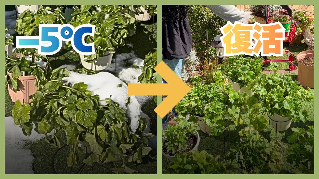 【大寒波乗り越えられた理由】ラナンキュラスラックスの現在と購入したラックスの鉢増しの方法