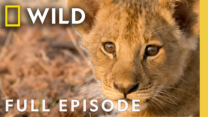 Birth of a Pride: Lion Conservation (Full Episode) | SPECIAL | Nat Geo Animals
