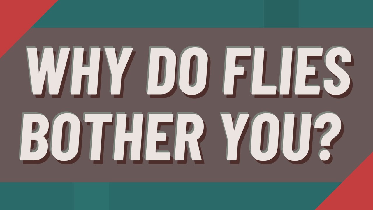 Why Do Flies Bother You YouTube why-do-flies-bother-you-youtube