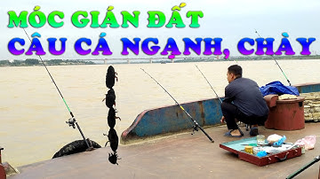 CÁCH MÓC MỒI GIÁN ĐẤT CÂU CÁ NGẠNH | CÁ CHÀY | SÔNG HỒNG