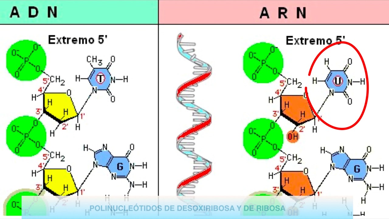 Nucleotidos Adn Y Arn 4eso Youtube